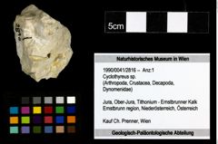 Foto (Objekt + Etiketten) von Cyclothyreus sp. 